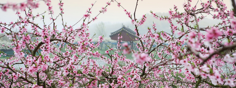Chinese New Year 2021 - Peach Blossoms