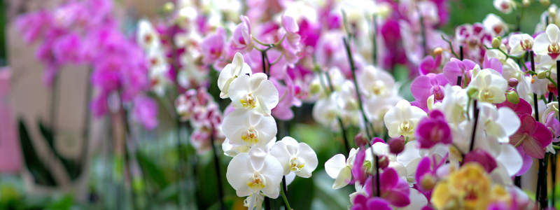 Chinese New Year 2021 - Orchids